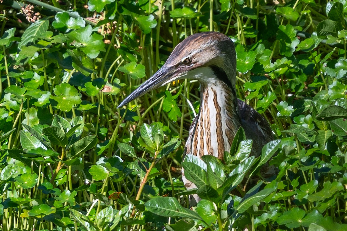 American Bittern - ML620619664