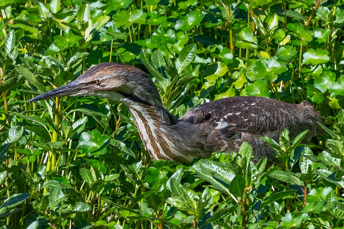 American Bittern - ML620619665