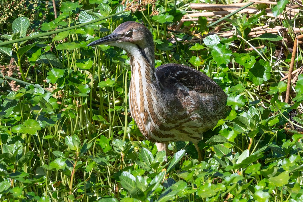 American Bittern - ML620619667