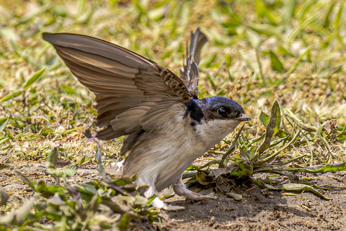 Western House-Martin - ML620619671