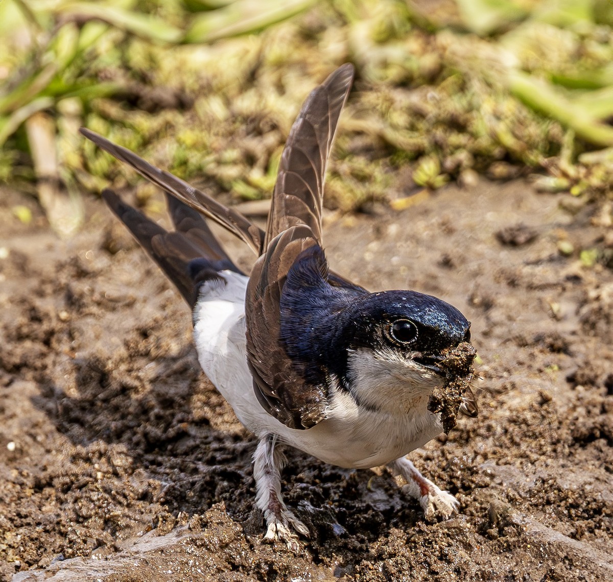 Western House-Martin - ML620619672