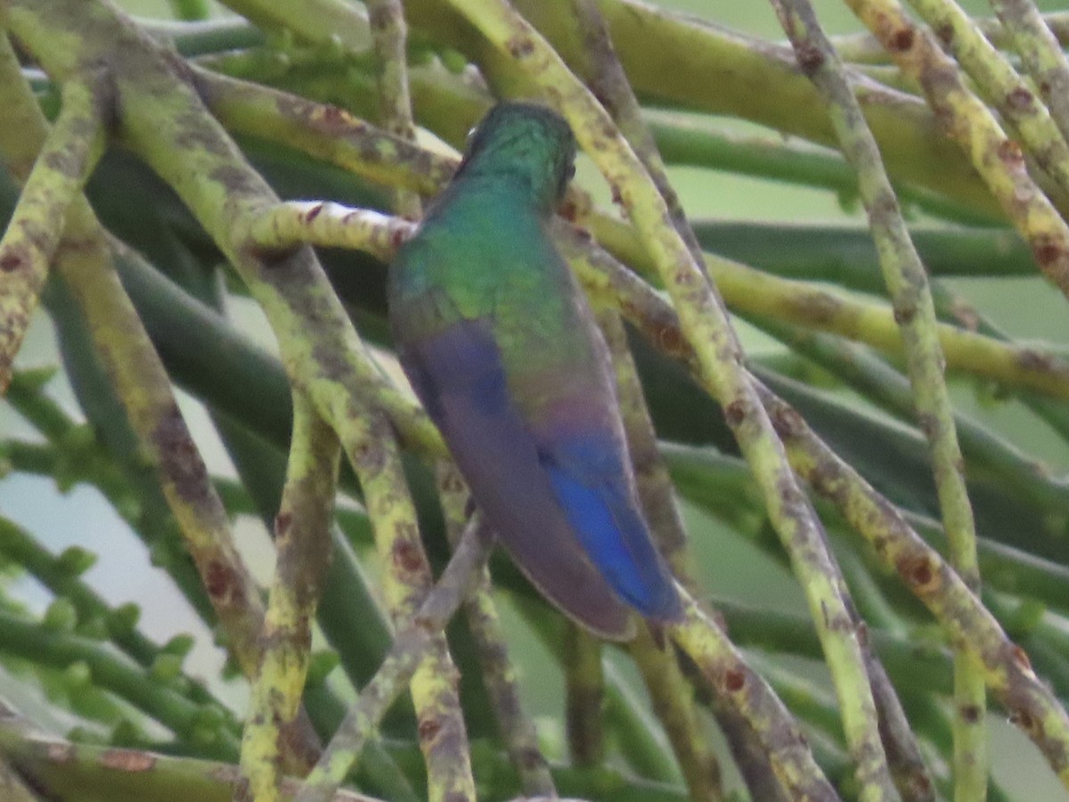 Blue-vented Hummingbird - ML620619673