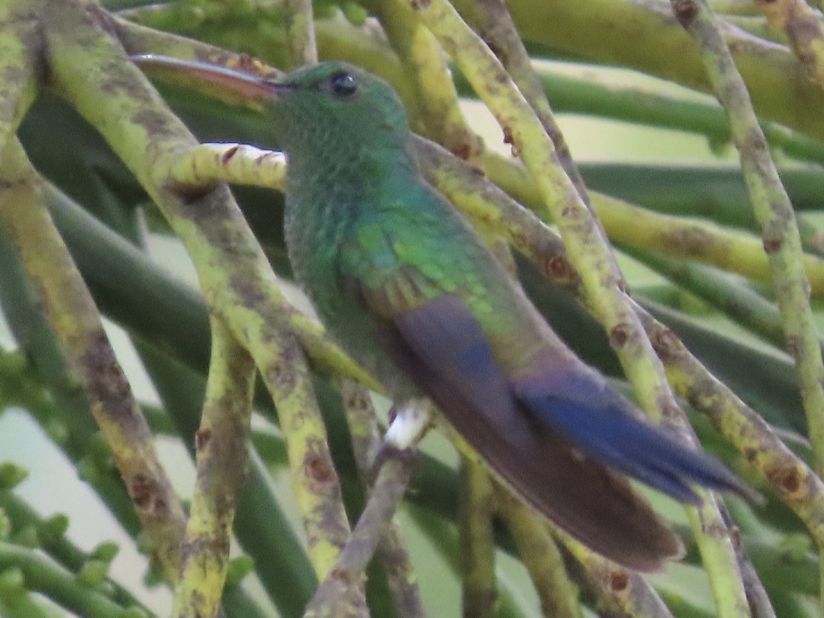 Blue-vented Hummingbird - ML620619674