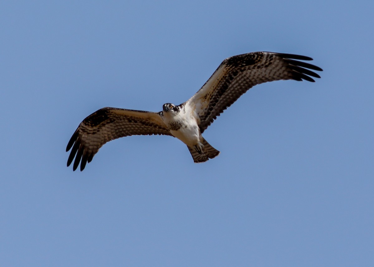 Osprey - ML620619676