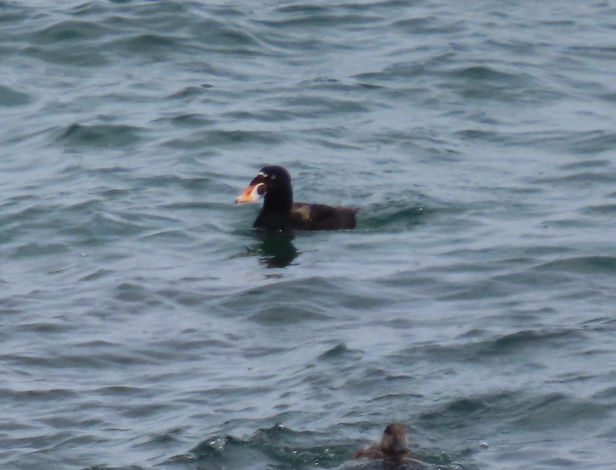 Surf Scoter - ML620619678