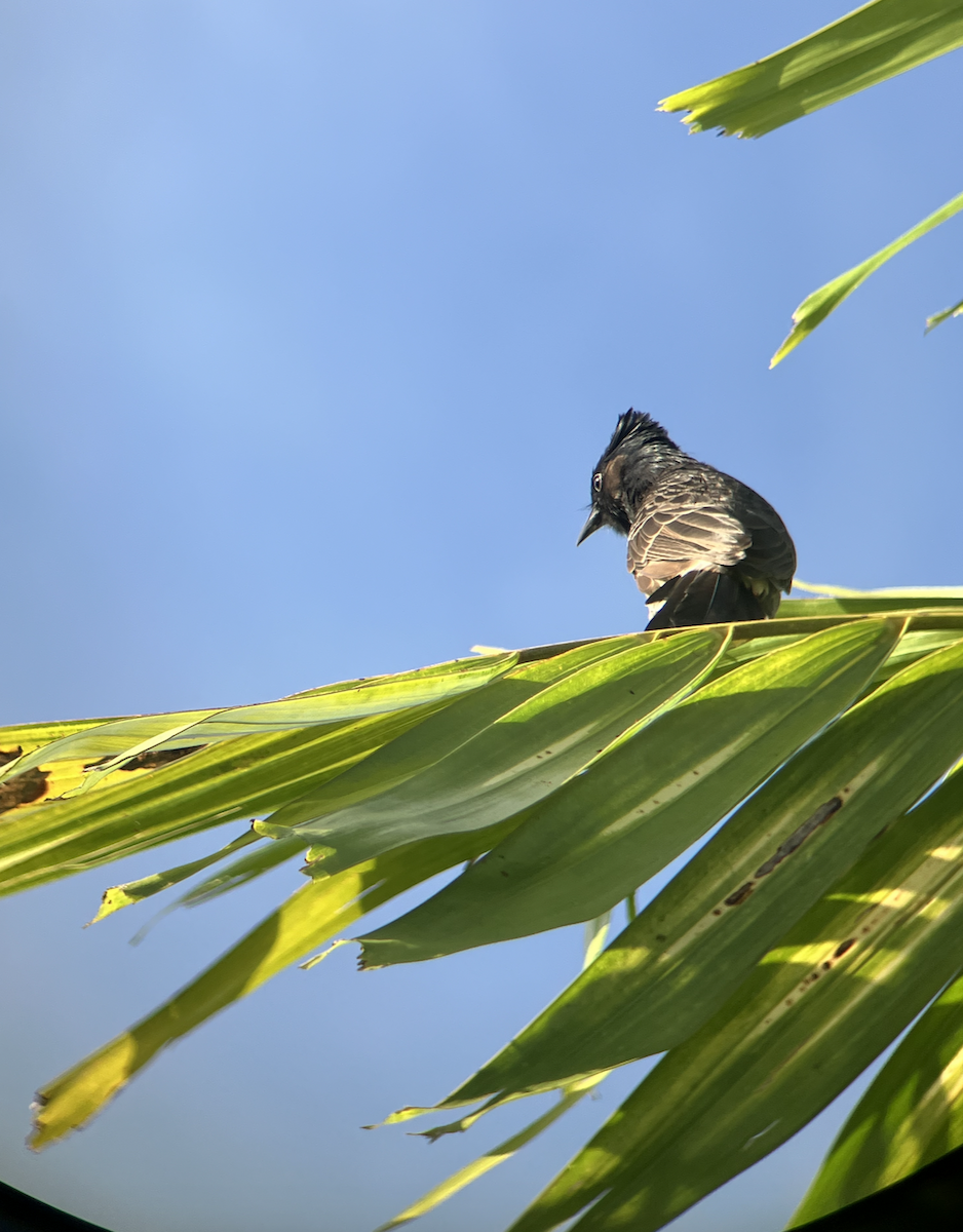 Red-vented Bulbul - ML620619685