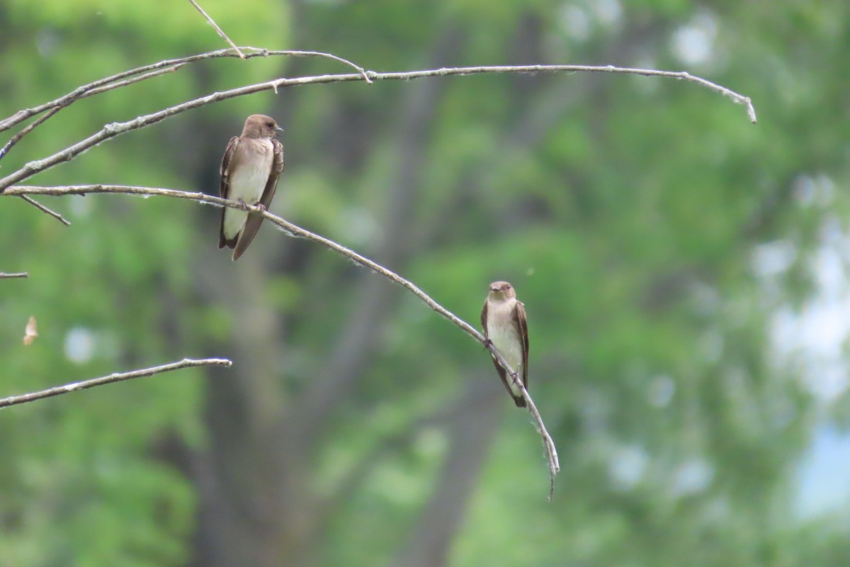 Northern Rough-winged Swallow - ML620619686