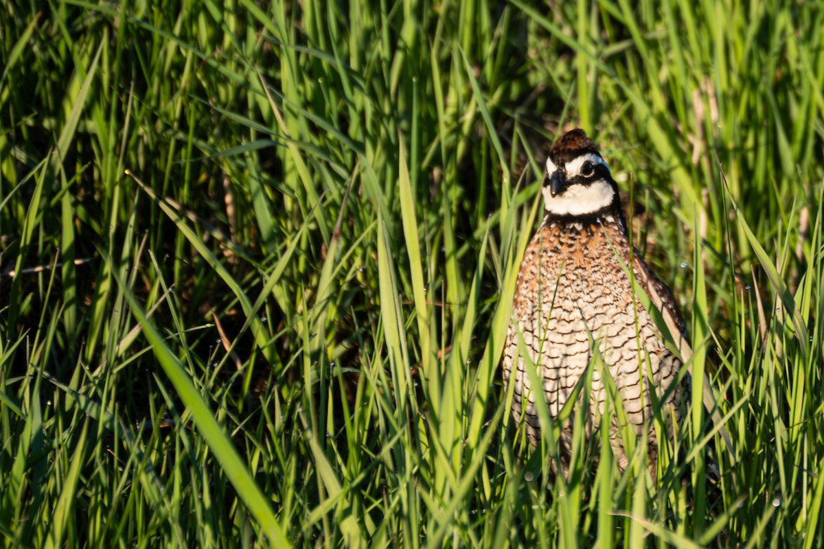 Northern Bobwhite - ML620619689