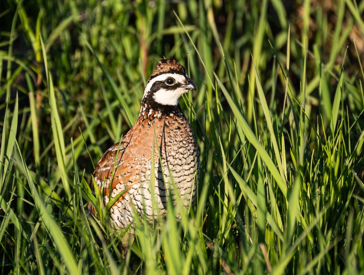 Northern Bobwhite - ML620619690