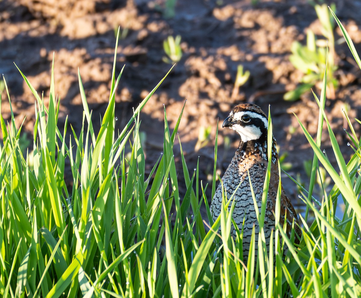 Northern Bobwhite - ML620619691