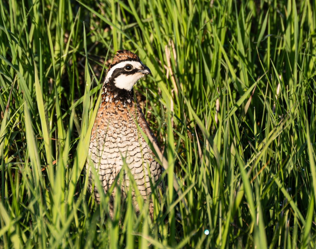 Northern Bobwhite - ML620619692