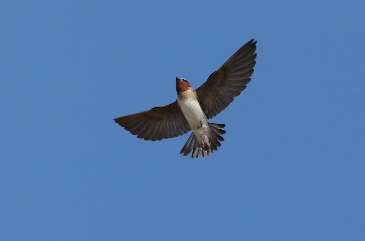 Cliff Swallow - ML620619693