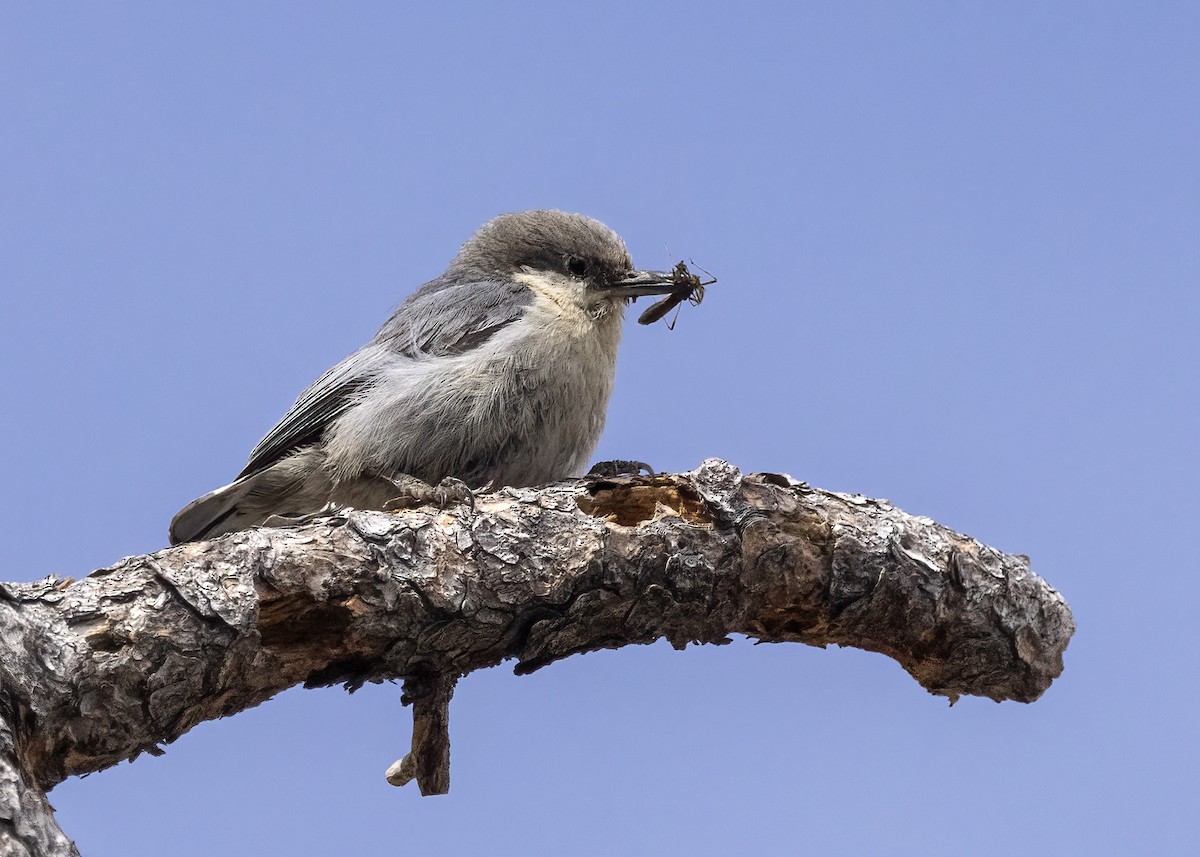 Pygmy Nuthatch - ML620619698