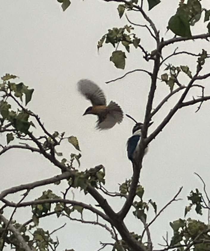 Vanikoro Flycatcher - ML620619703