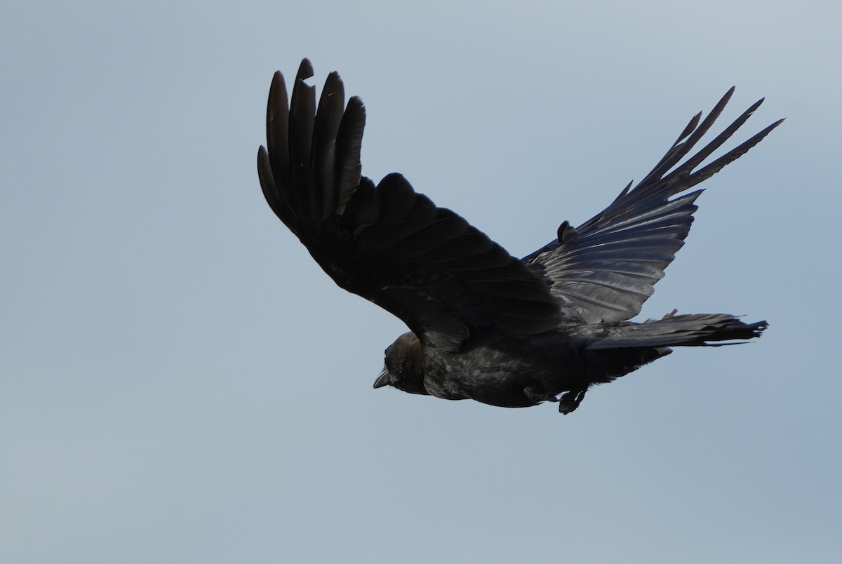 American Crow - ML620619706