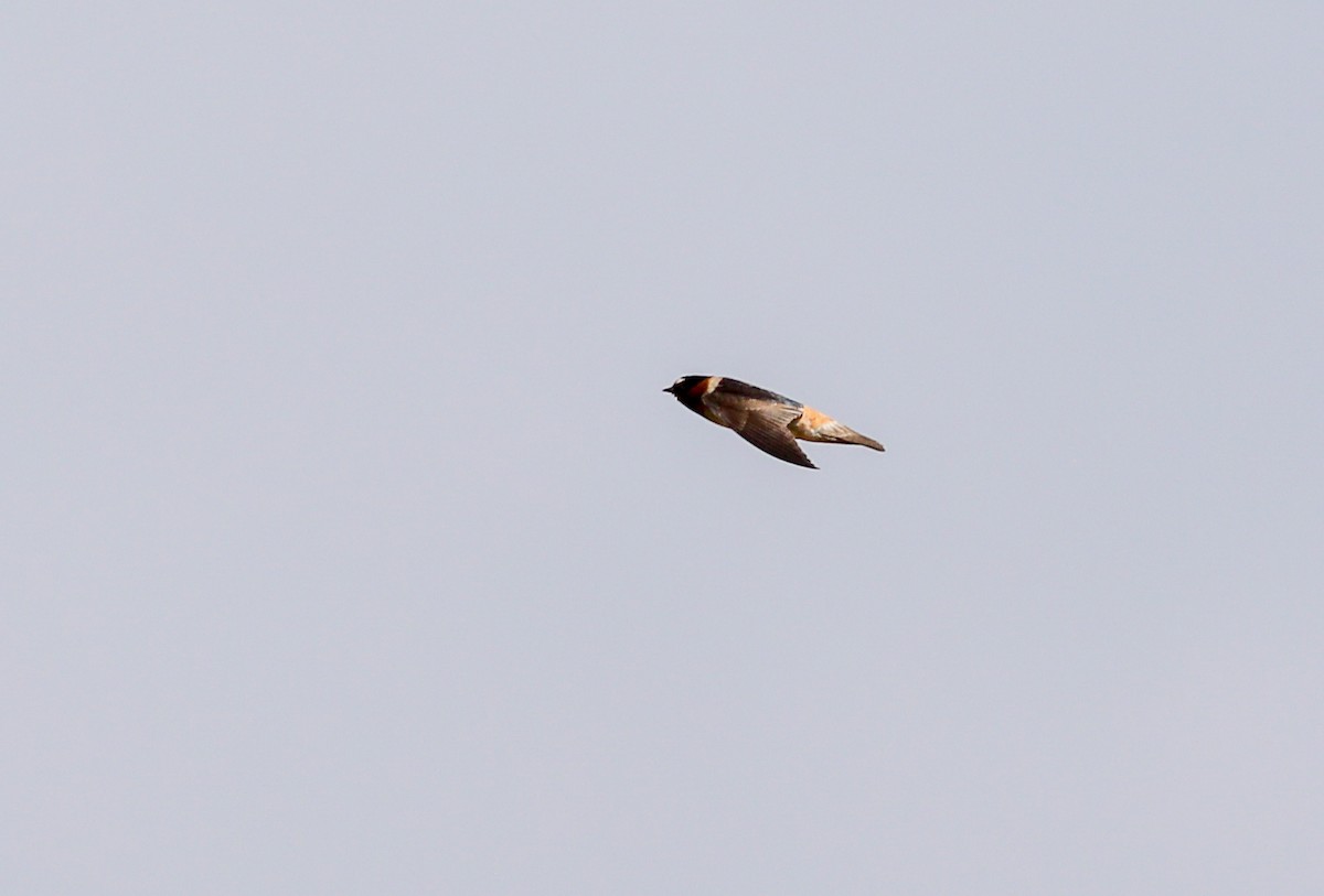 Cliff Swallow - ML620619711