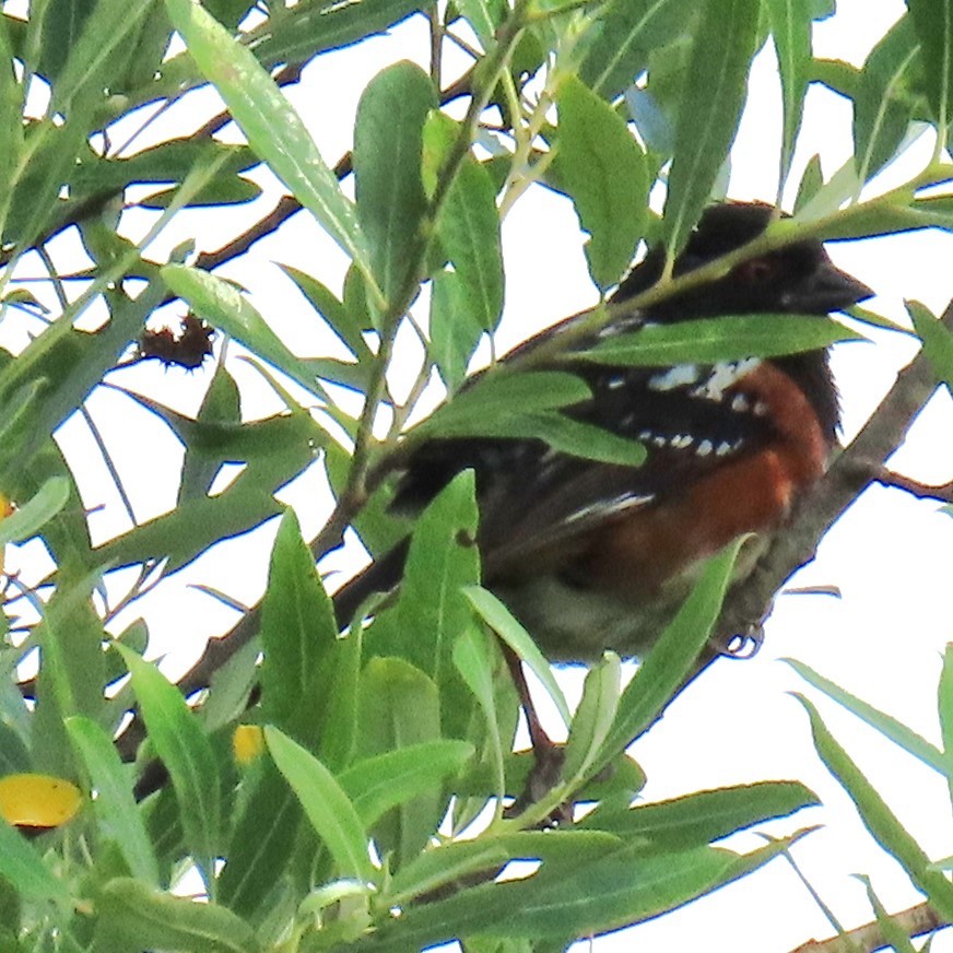 Spotted Towhee - ML620619715