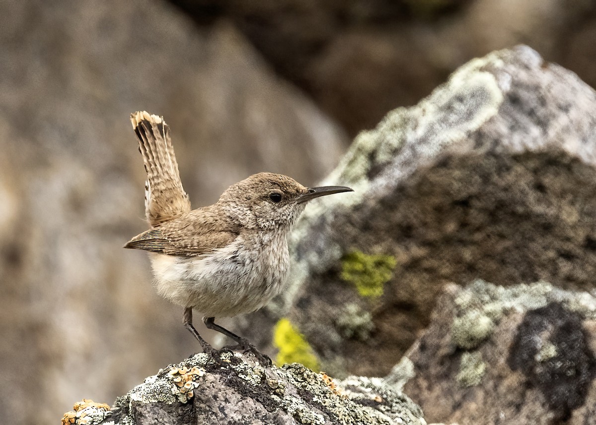 Rock Wren - Bob Martinka