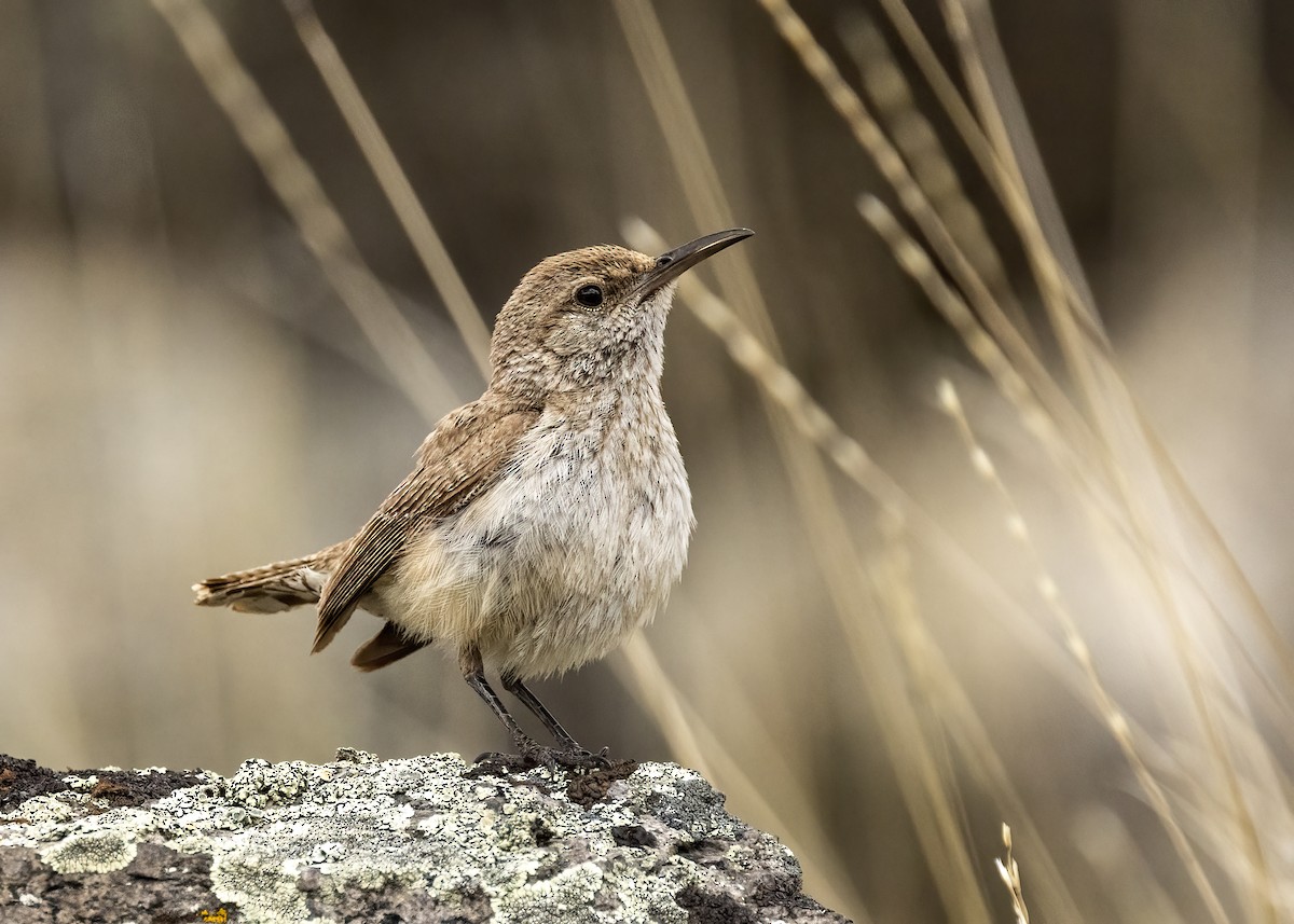 Rock Wren - ML620619718