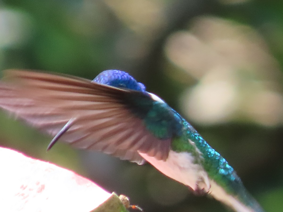 White-necked Jacobin - ML620619719