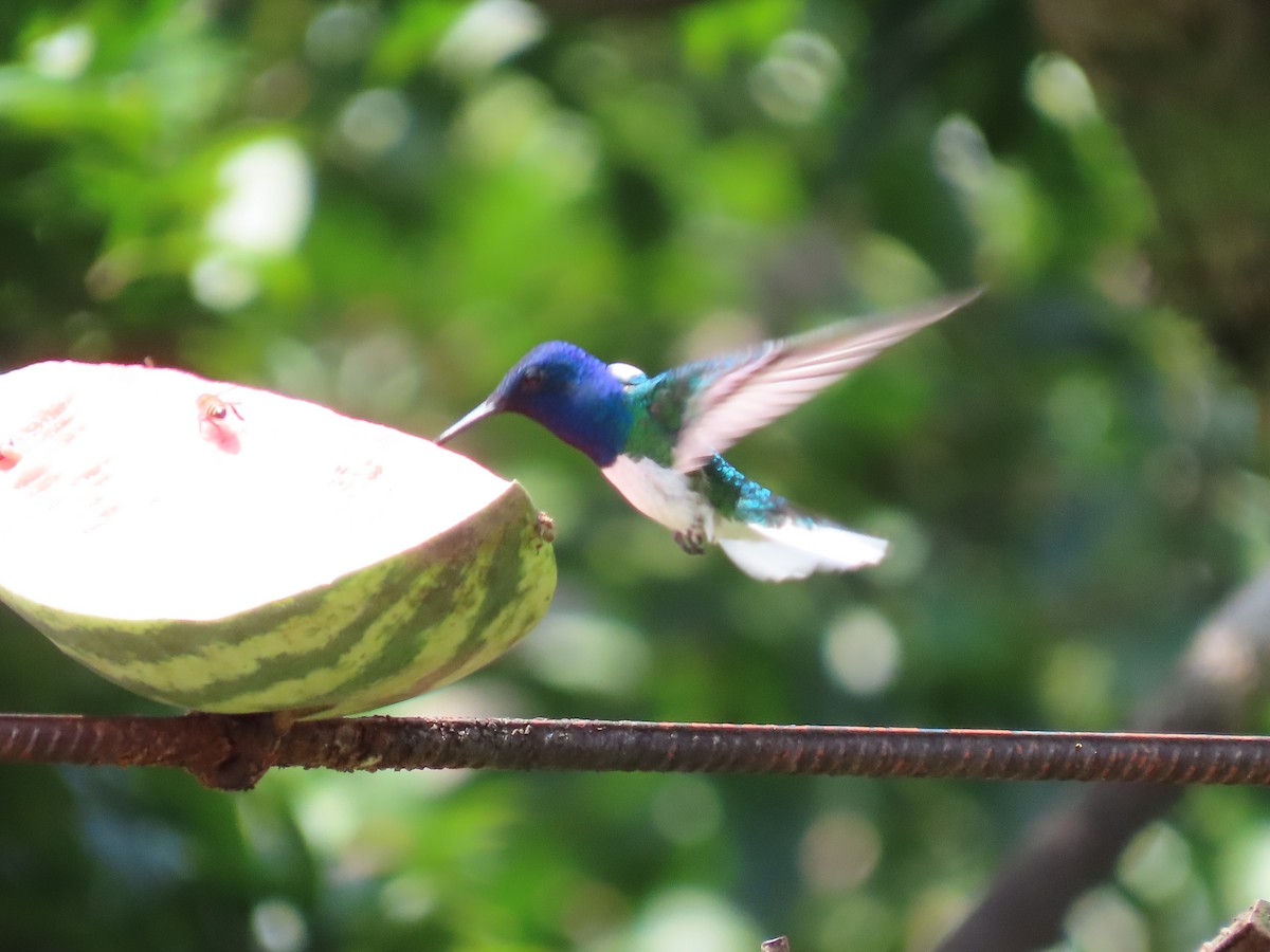 White-necked Jacobin - ML620619721