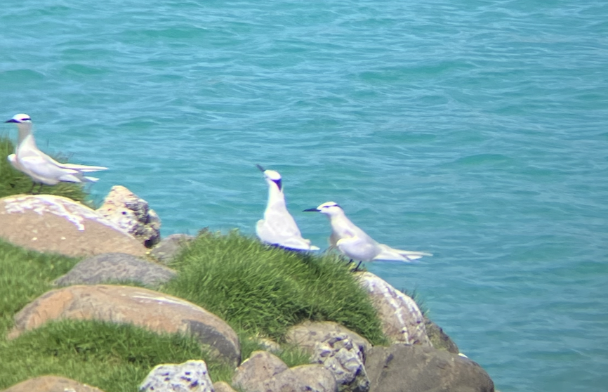 Black-naped Tern - ML620619722