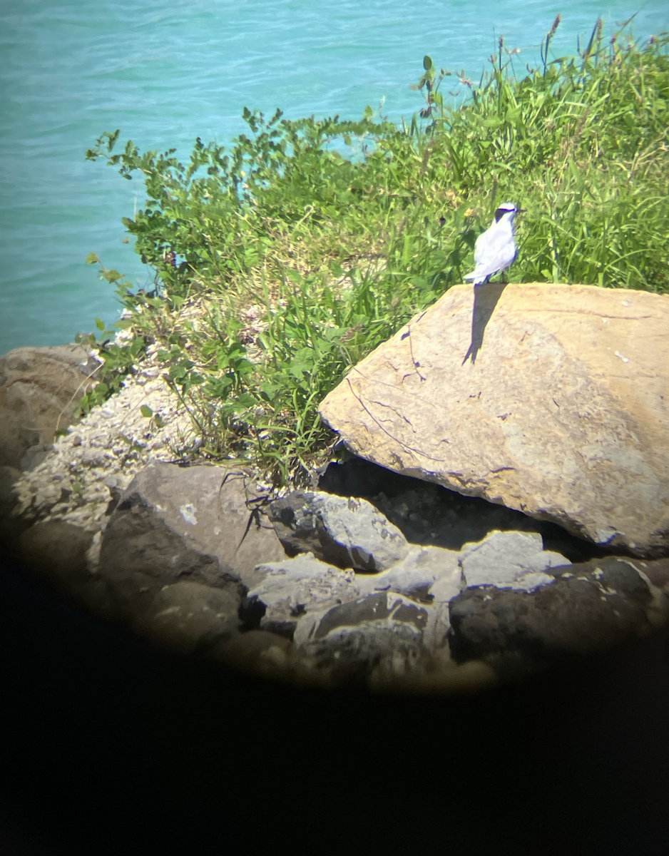 Black-naped Tern - ML620619725