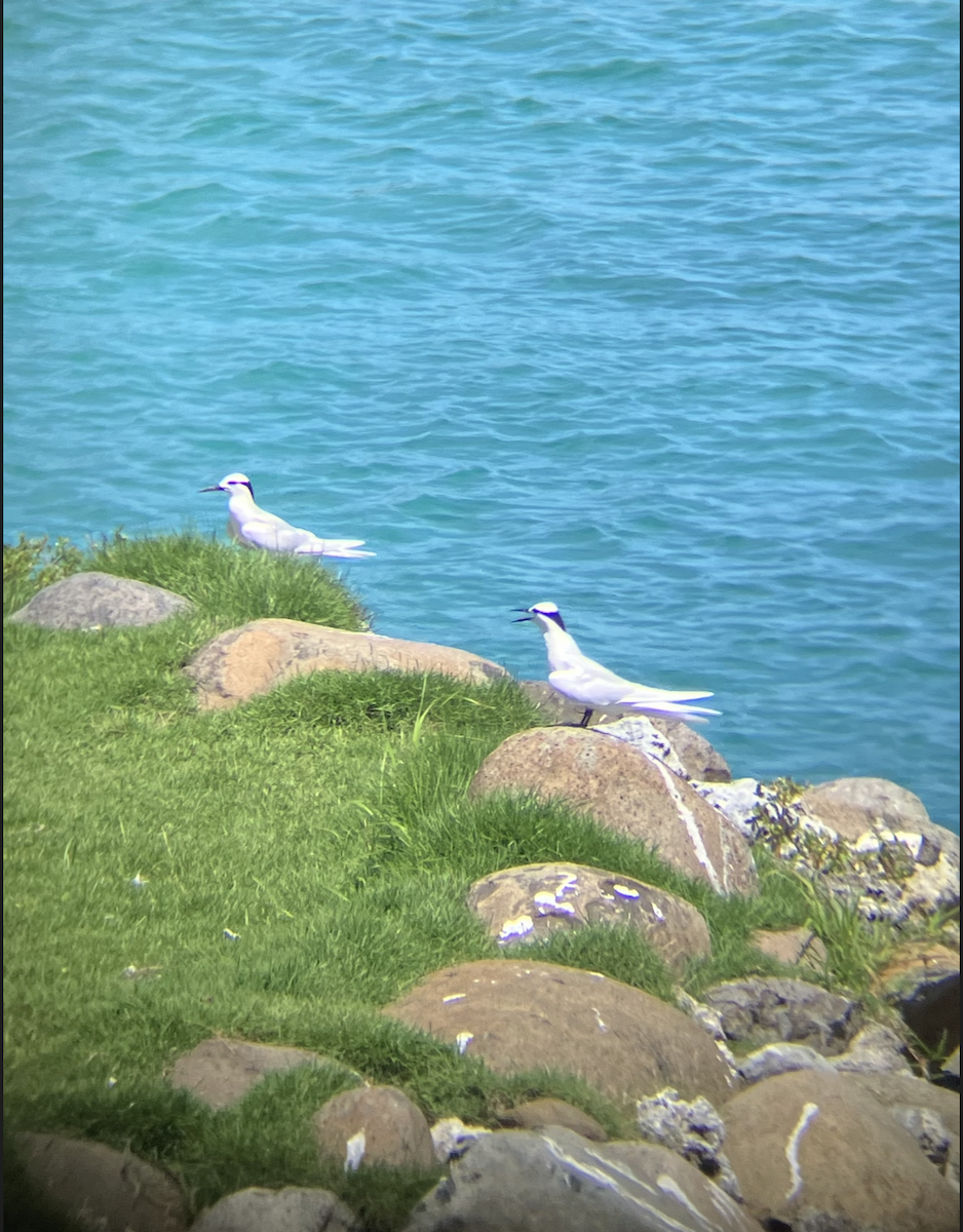 Black-naped Tern - ML620619726