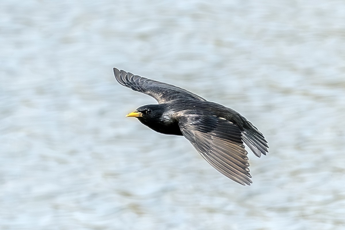 Spotless Starling - ML620619727