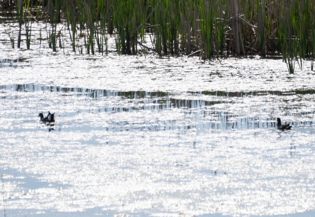 Gallinule d'Amérique - ML620619729