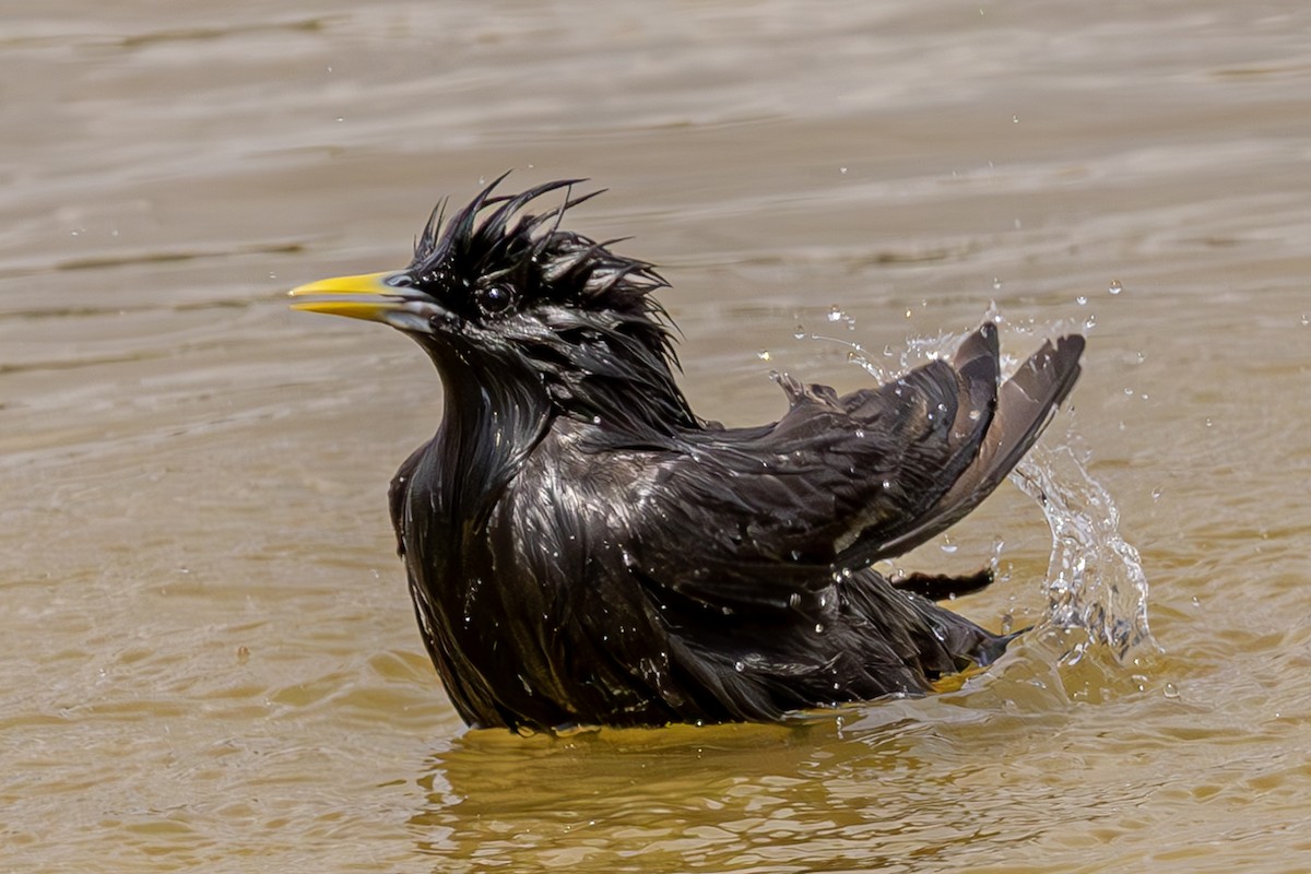 Spotless Starling - ML620619730