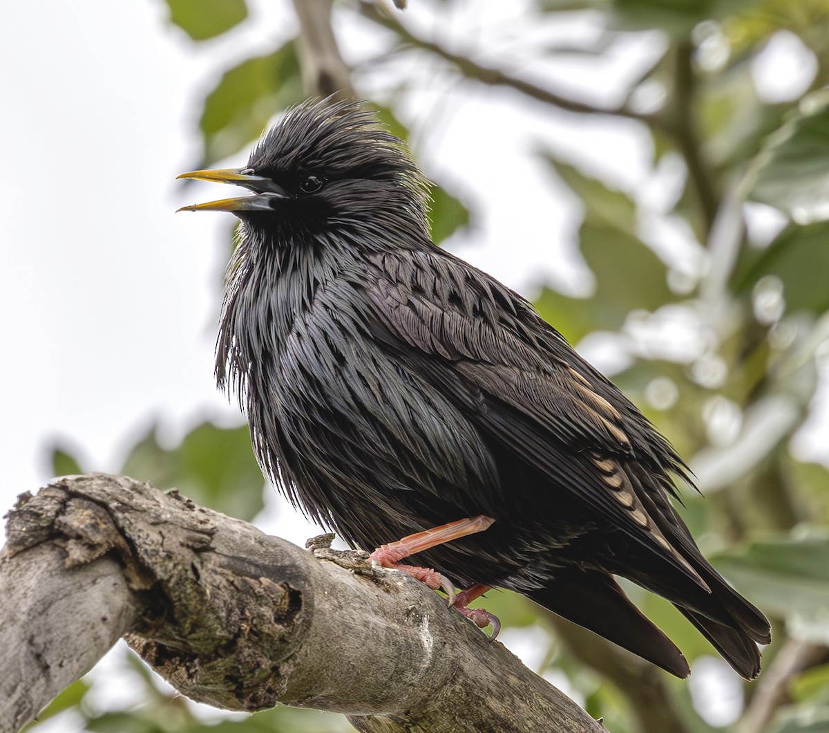 Spotless Starling - ML620619732