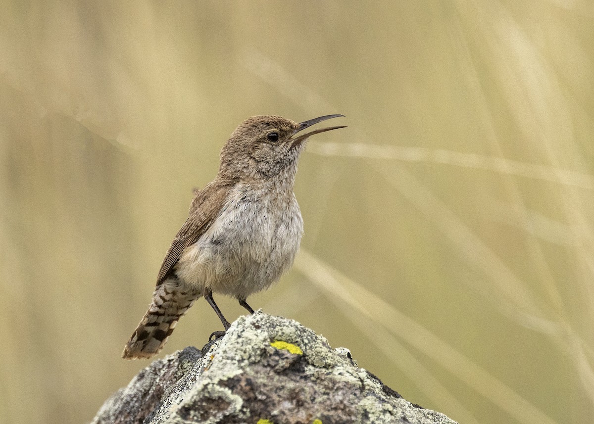 Rock Wren - ML620619734