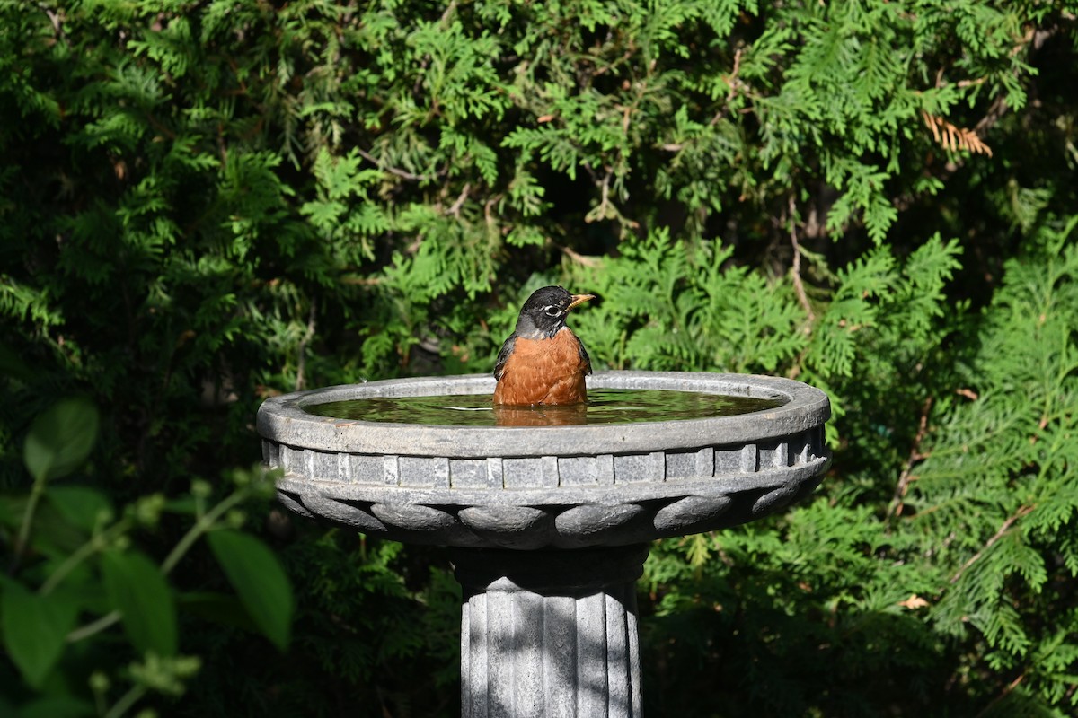 American Robin - ML620619735