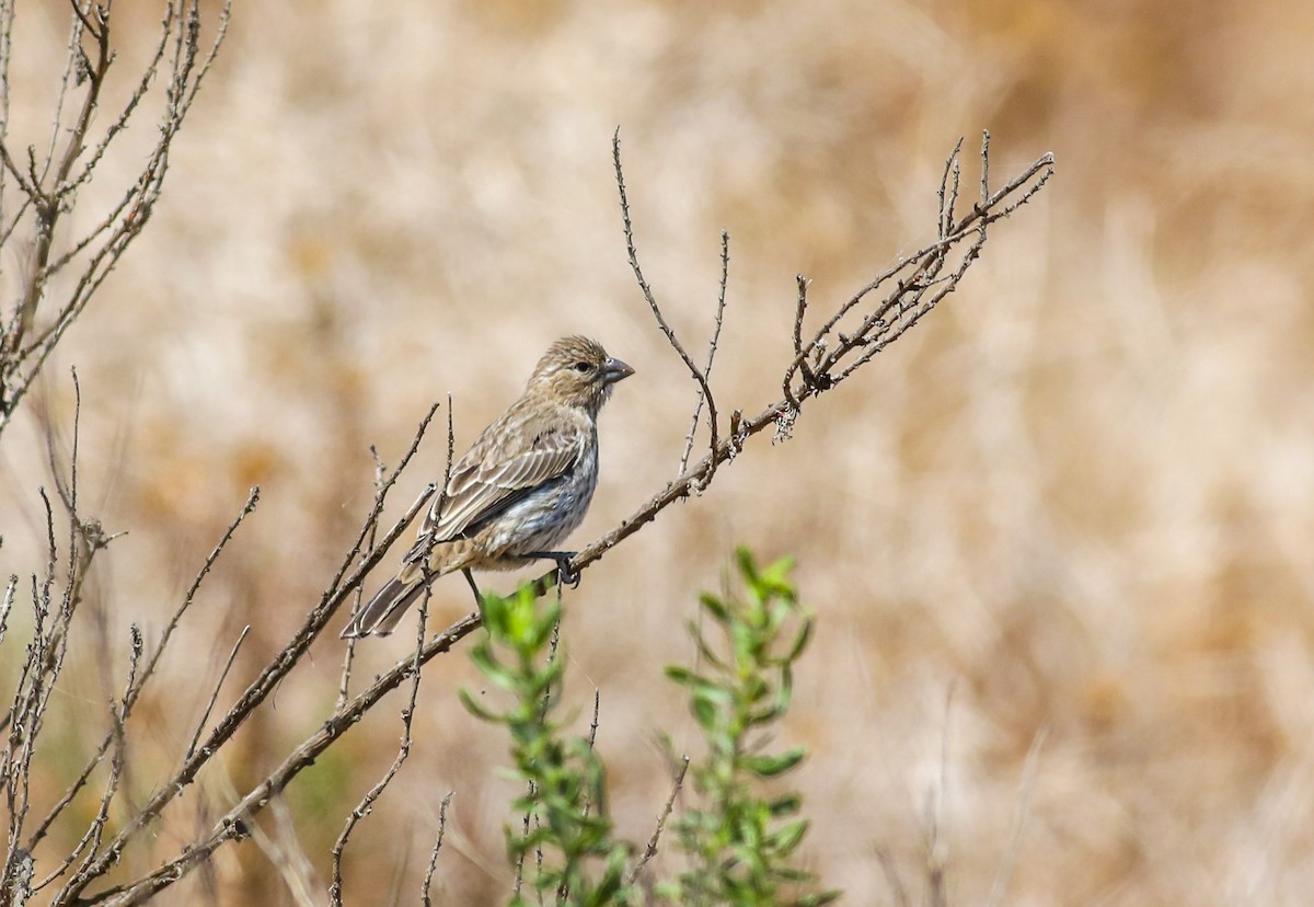 House Finch - ML620619736