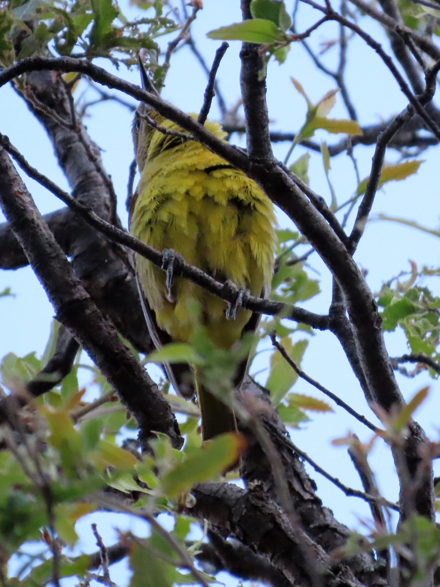 Oriole jaune-verdâtre - ML620619741