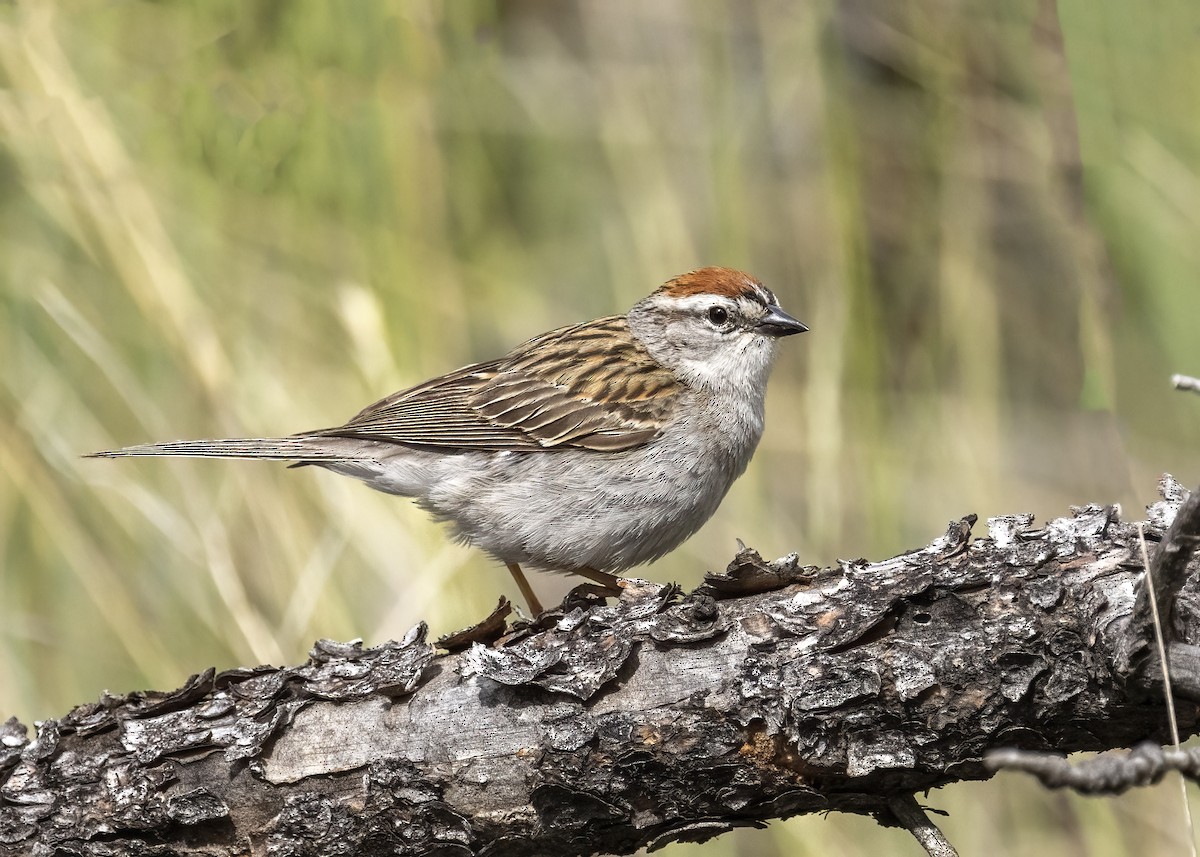 Chipping Sparrow - ML620619744