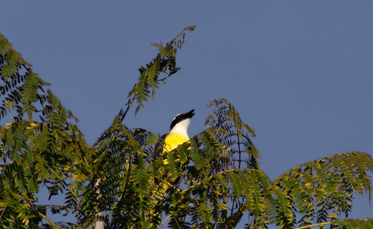 Great Kiskadee - ML620619745