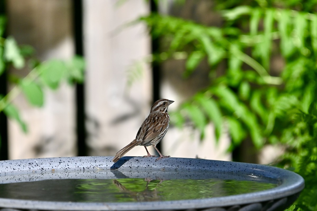 Song Sparrow - ML620619747