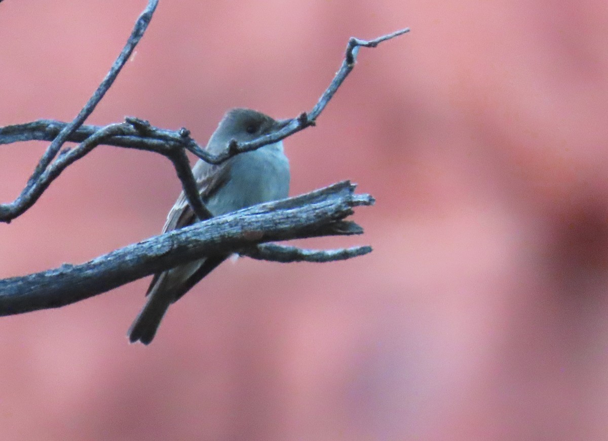 Western Wood-Pewee - ML620619748