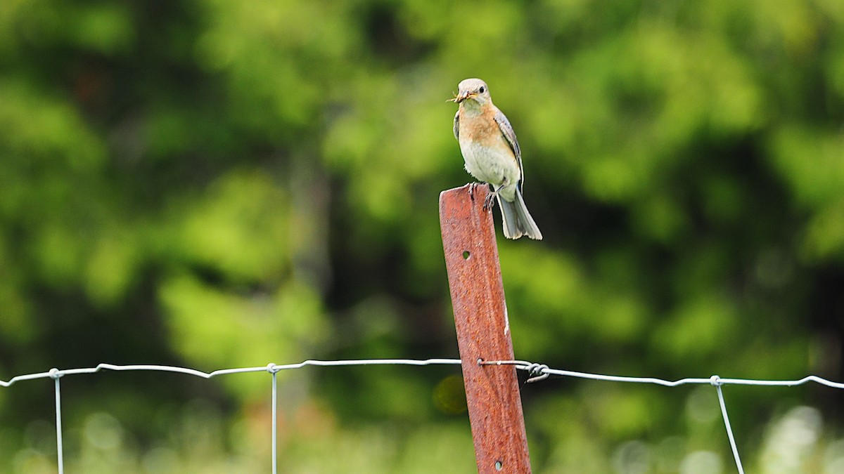 Eastern Bluebird - ML620619752