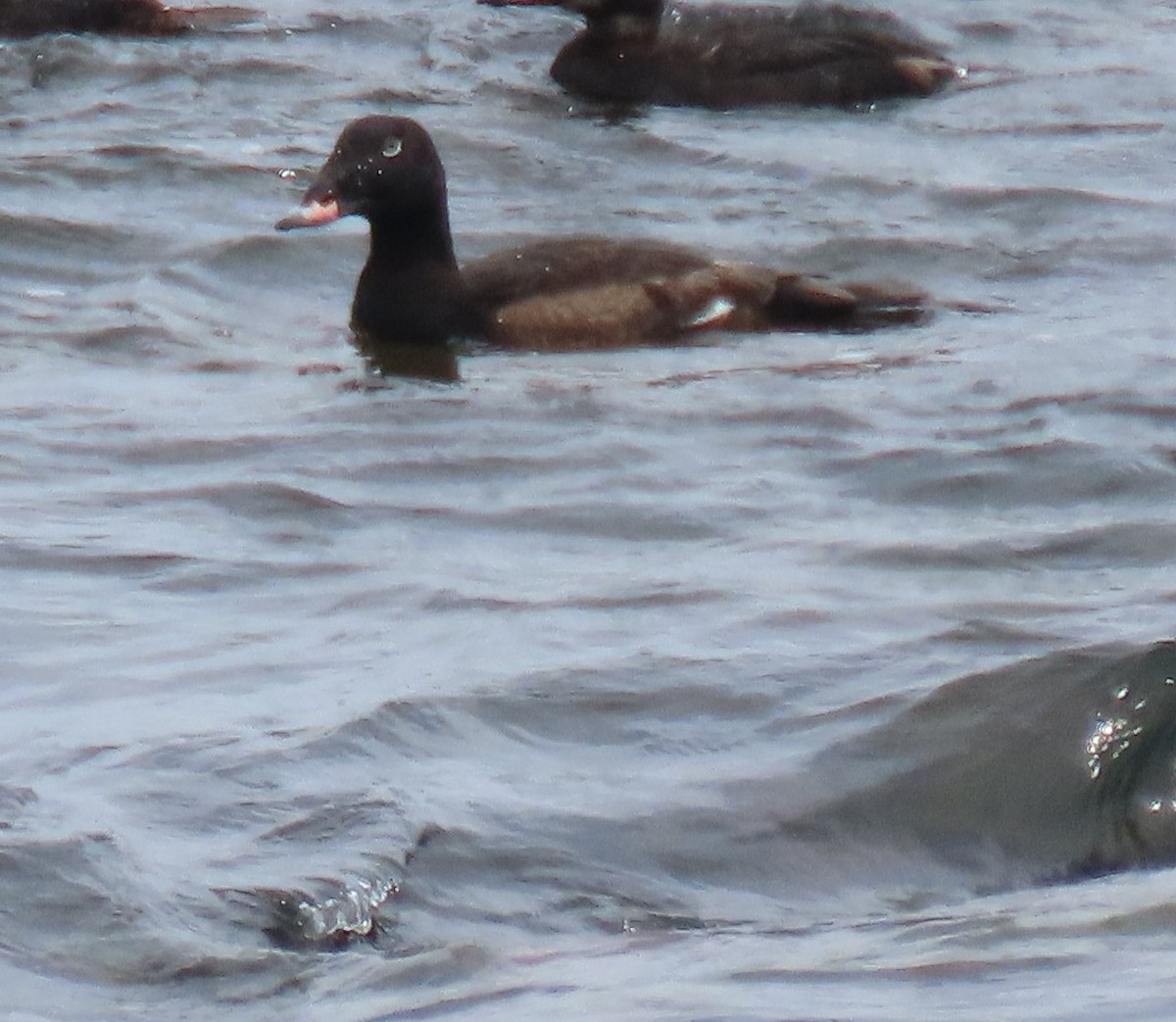 White-winged Scoter - ML620619753