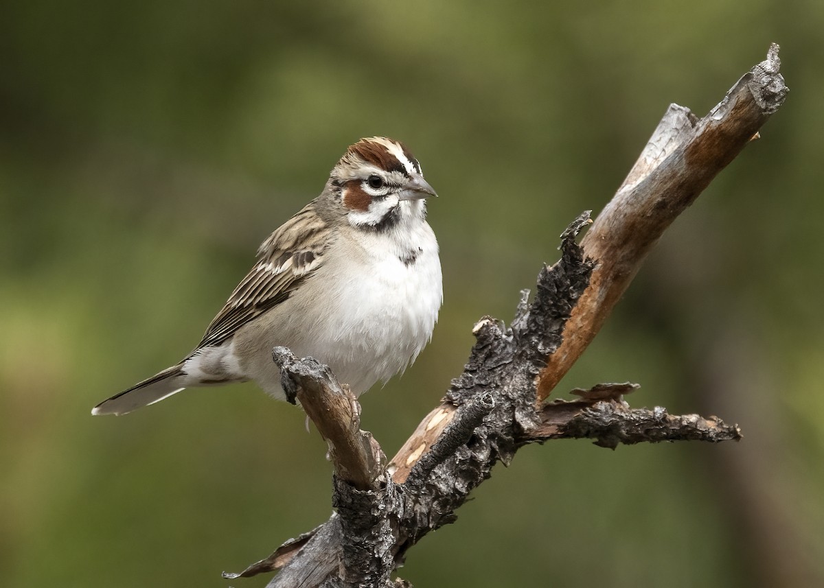 Lark Sparrow - ML620619754