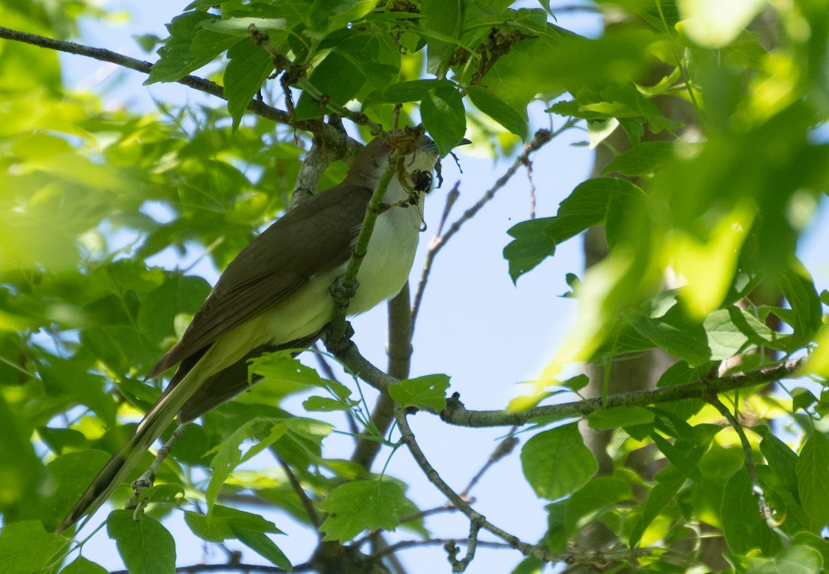 Black-billed Cuckoo - ML620619755