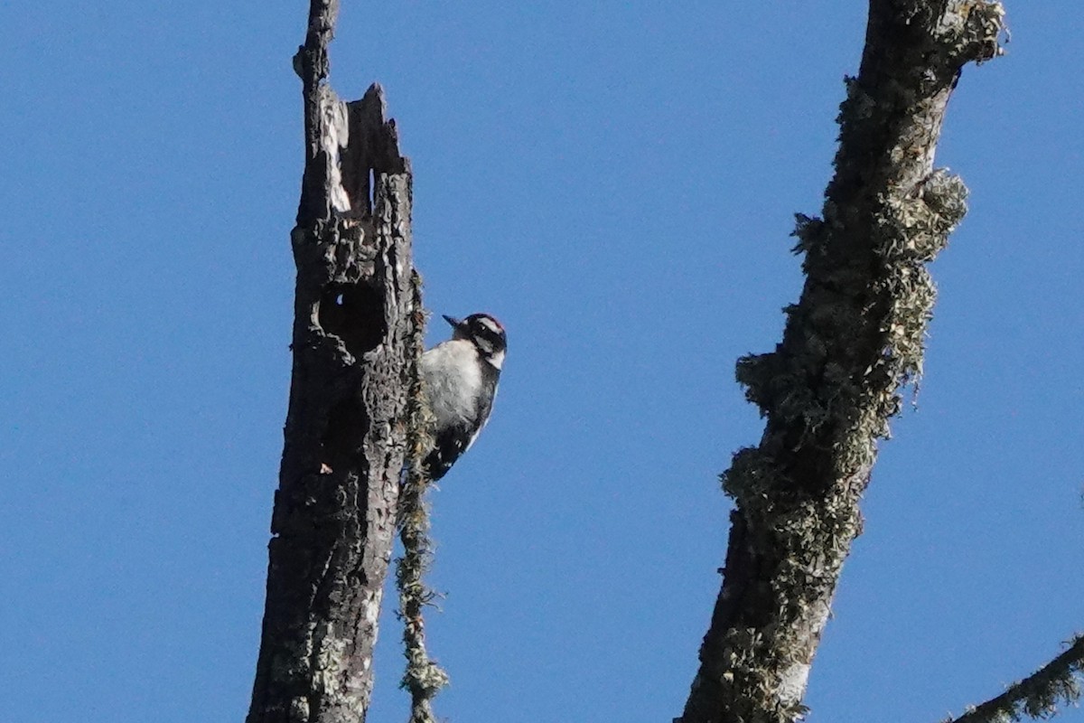 Downy Woodpecker - ML620619756