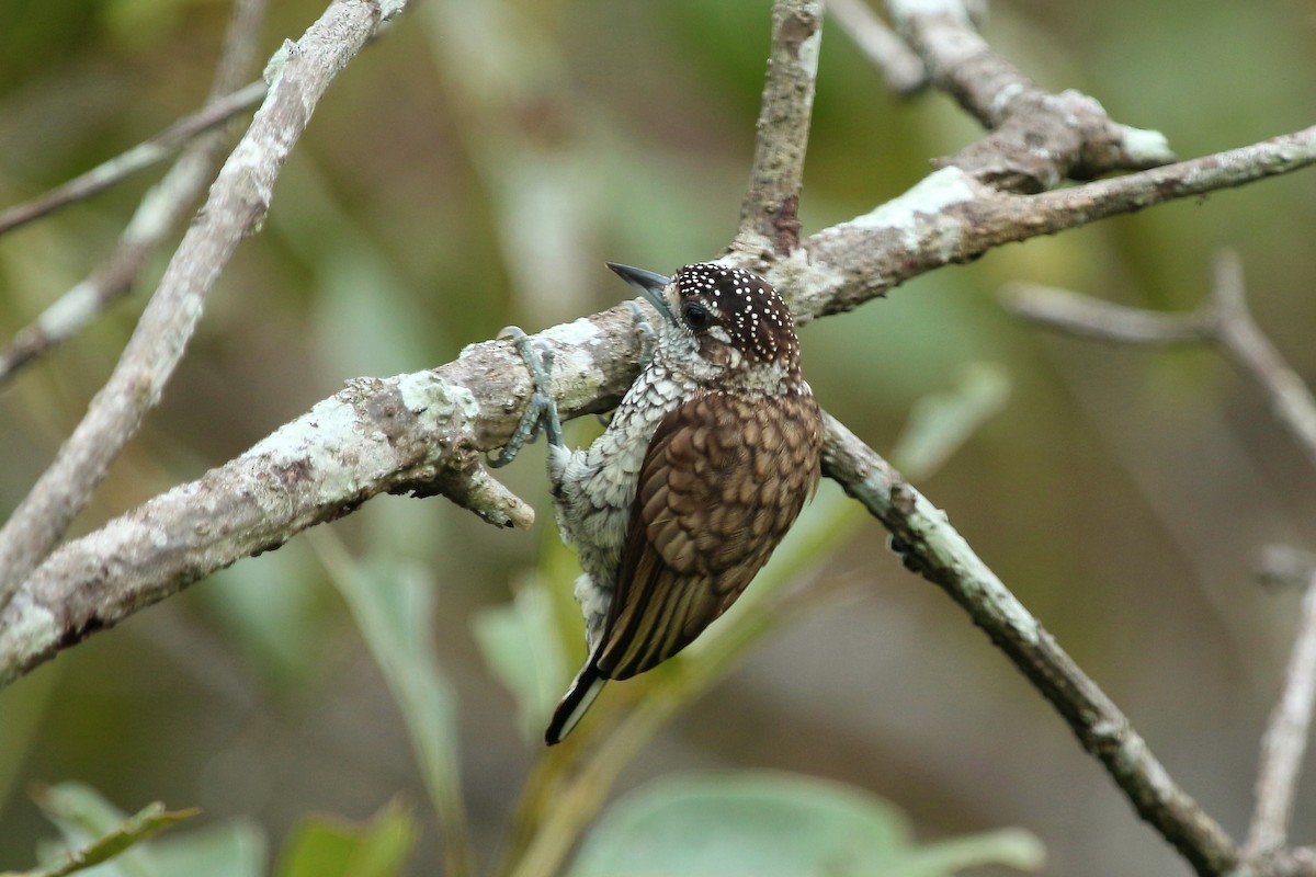 Scaled Piculet - ML620619757