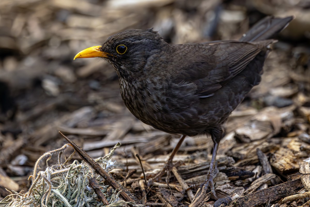 Eurasian Blackbird - ML620619758