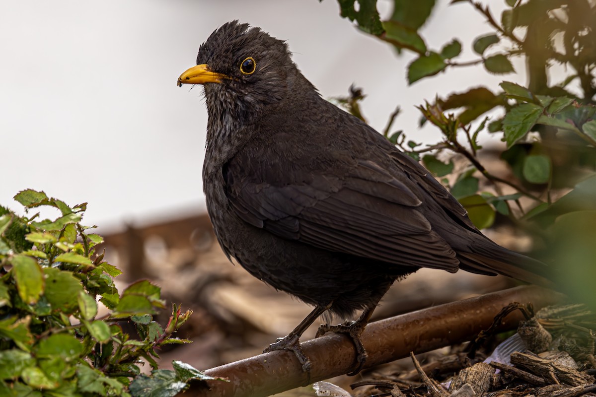 Eurasian Blackbird - ML620619759