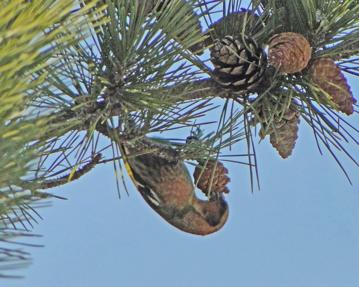 White-winged Crossbill - ML620619765