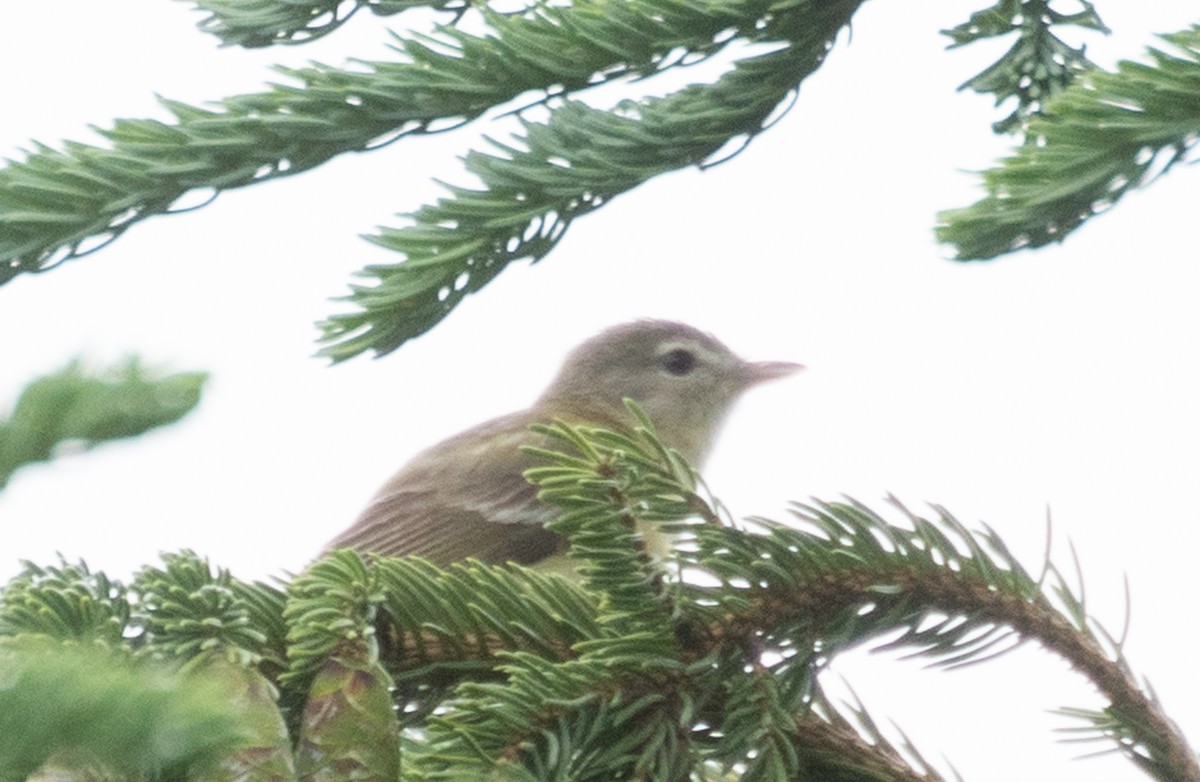 krattvireo (bellii/medius) - ML620619766